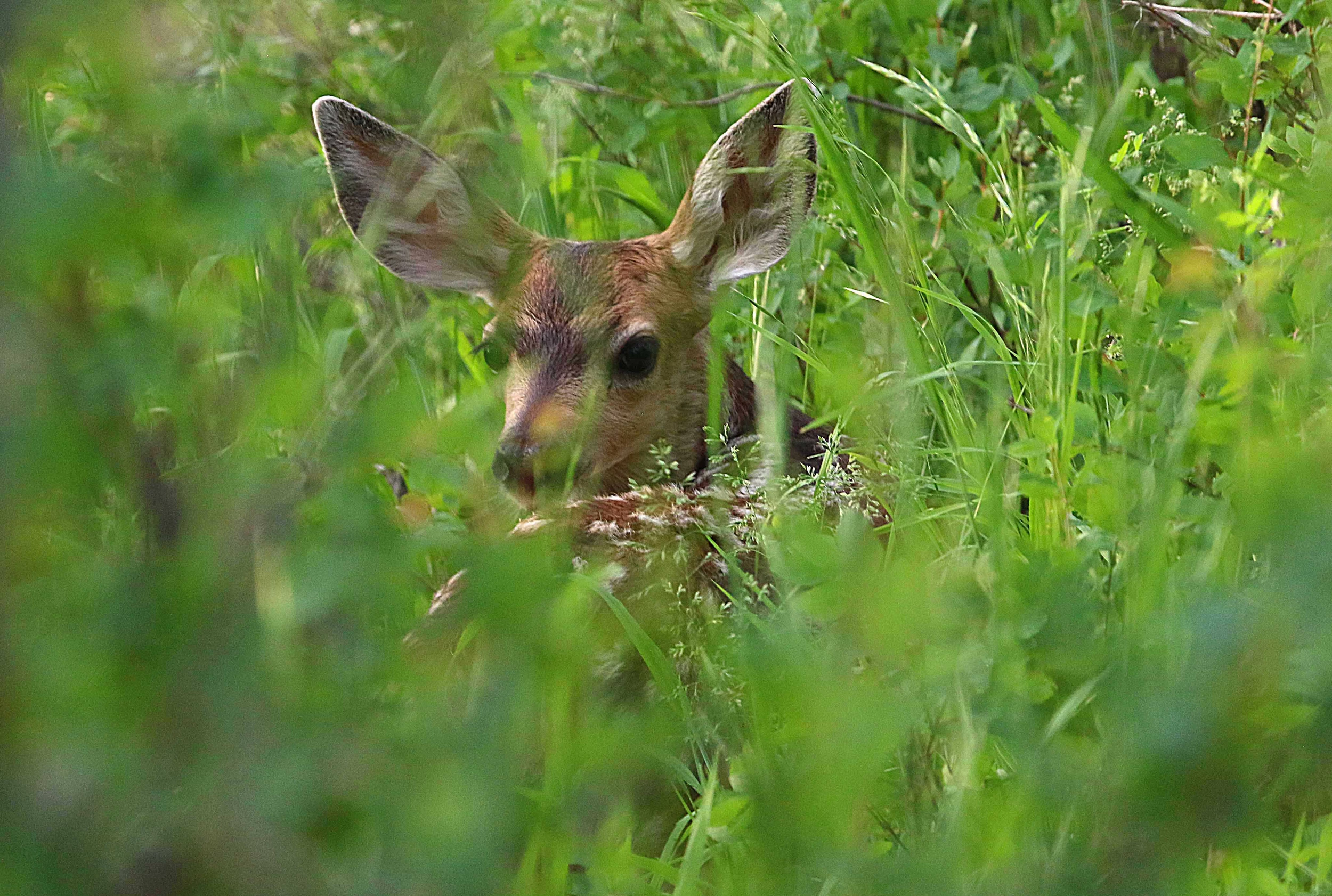 Baby deer