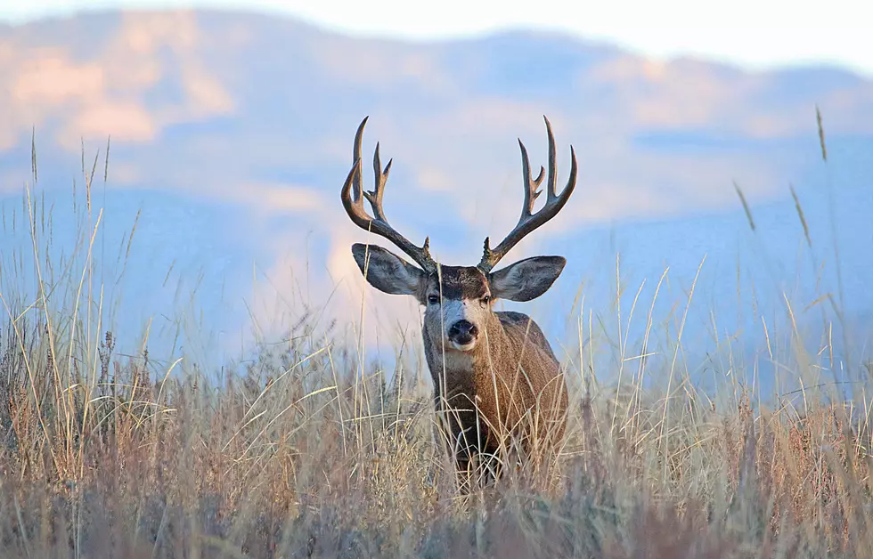 Key Milestone: $4.8 Million Allocated To Utah Wildlife Conservation Efforts