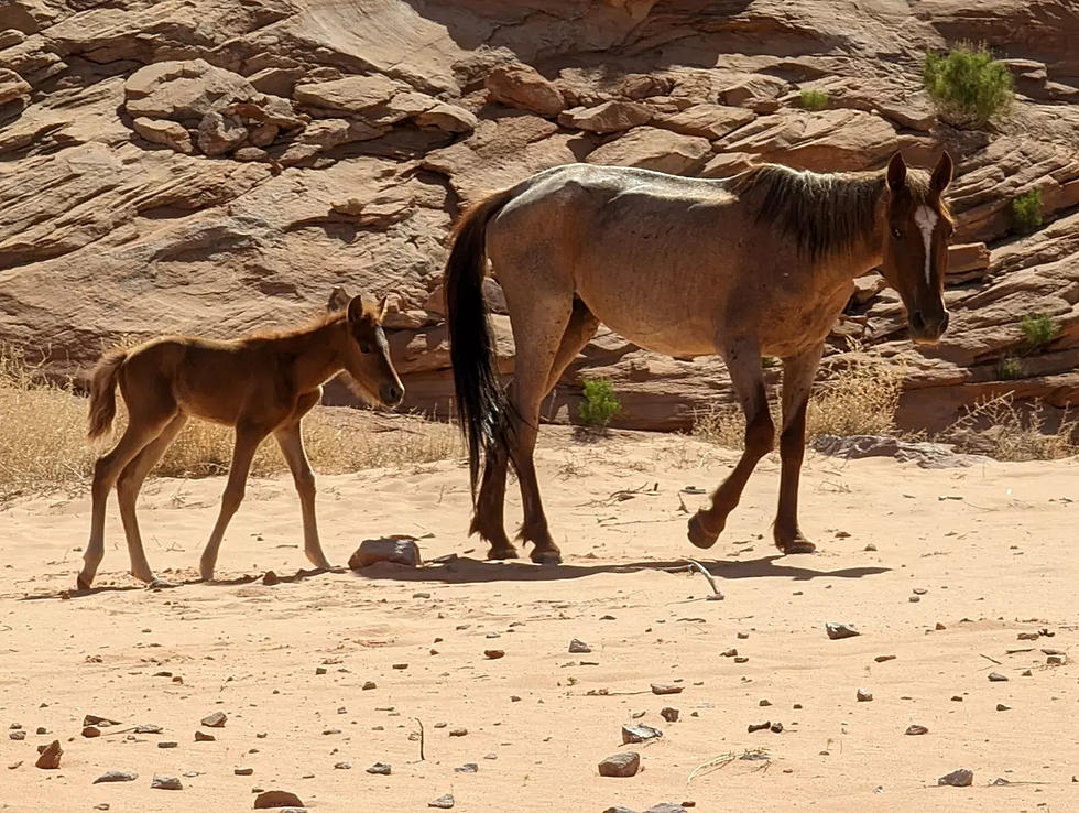 Rescue Effort Brings Horses To Safety