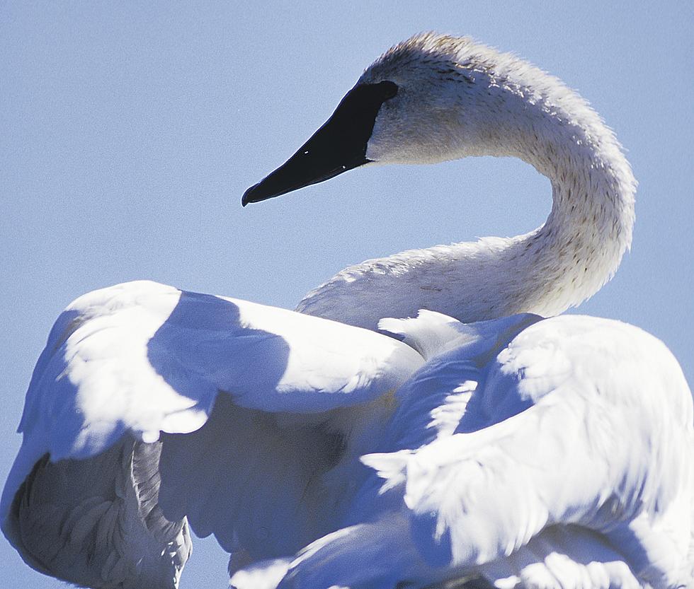 Hunting Trumpeter Swans Now Illegal In Utah
