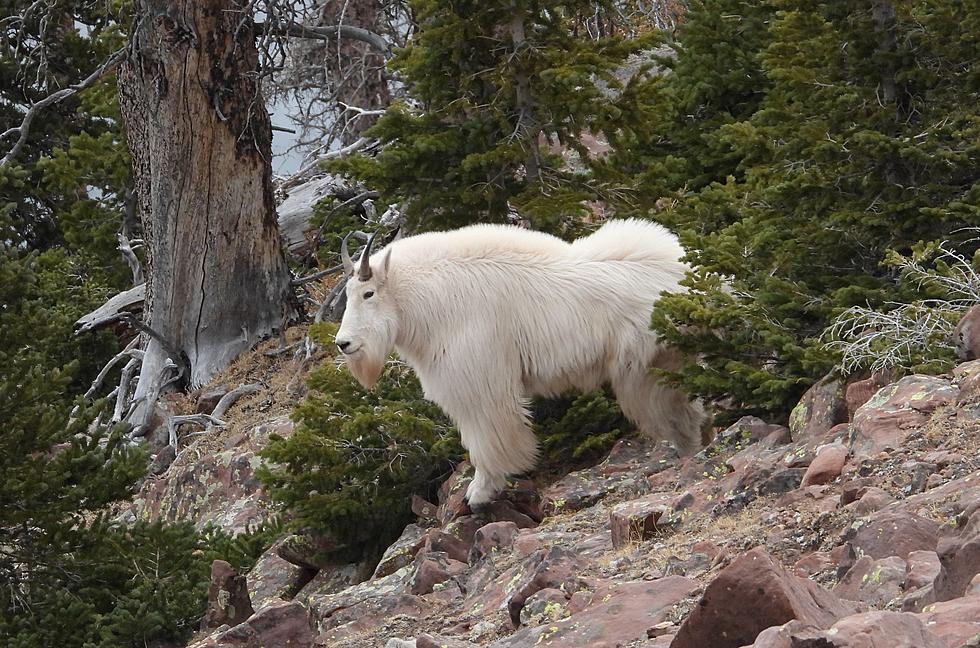 Come See The Wildlife That Survives Winter&#8230;On The Top Of The Mountains!