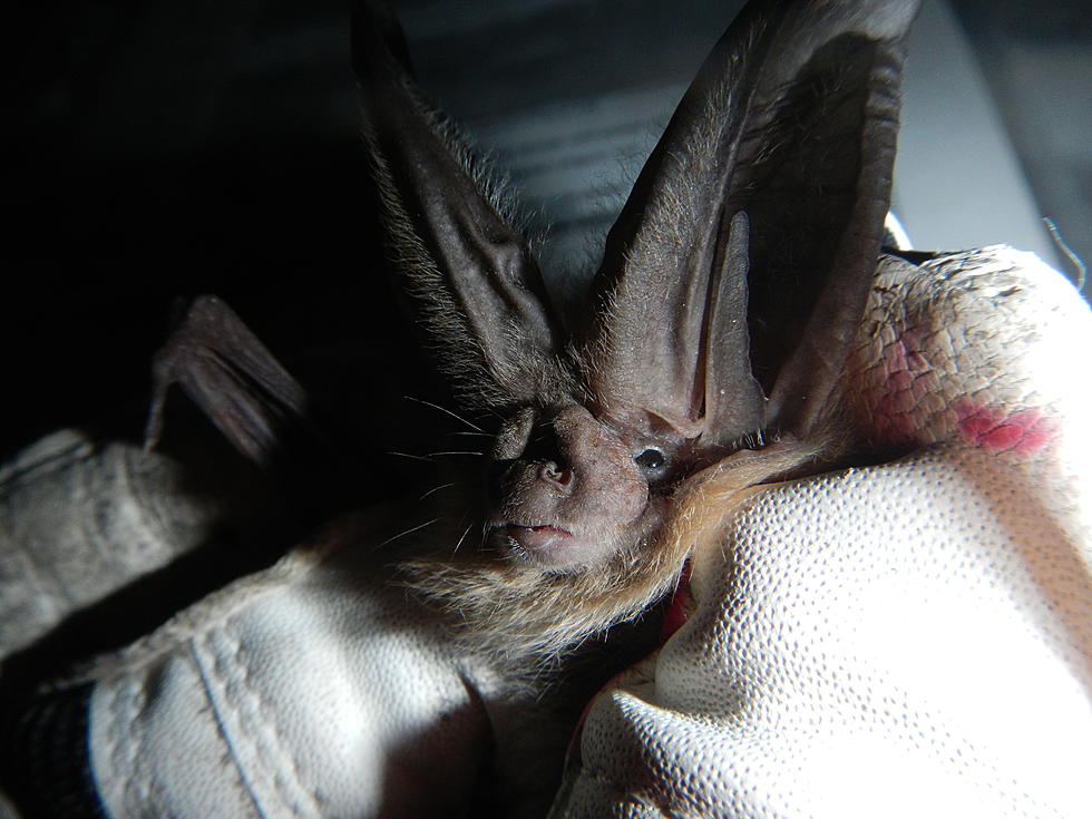 Bat Tests Positive for Rabies &#8211; KSUB News Summary