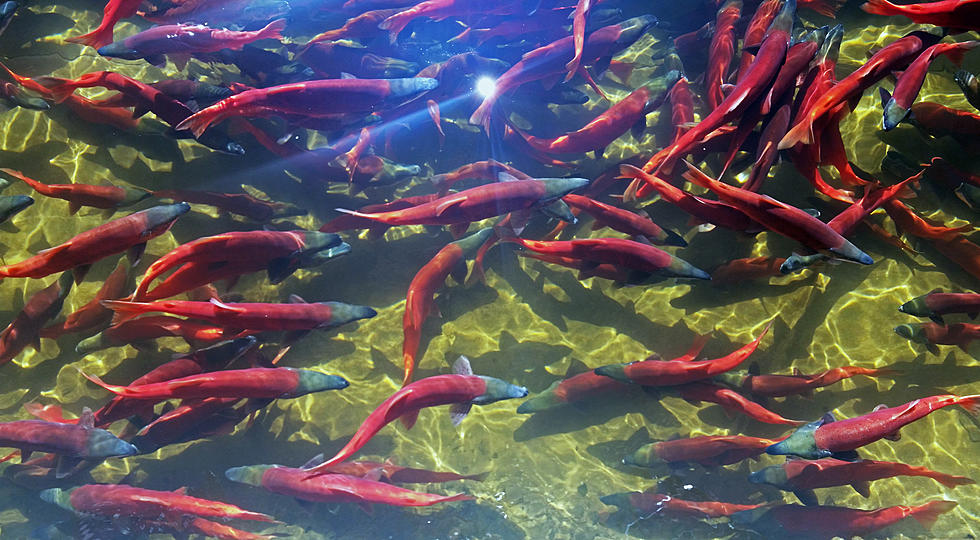 DWR Personnel To Collect Kokanee Salmon Eggs At Fish Lake