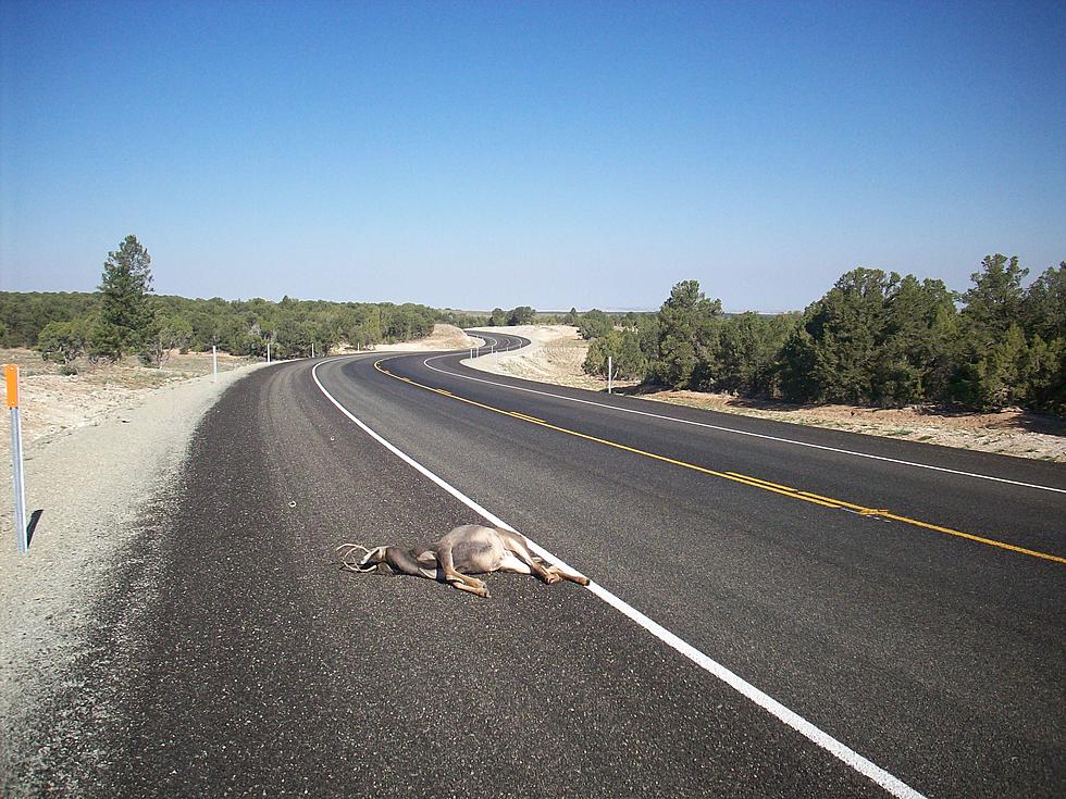 Roadkill Reporting App Successful In Utah