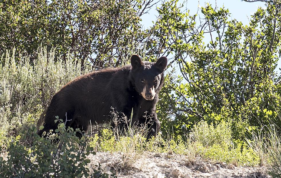 Utah Wildlife Board Approves Changes To Black Bear Management And Hunting Rules