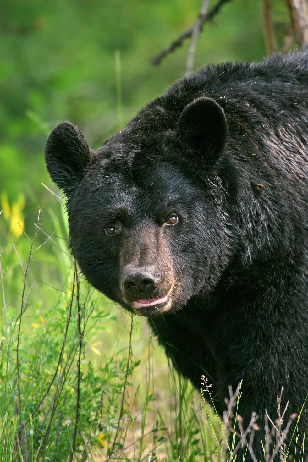 Bear safety tips