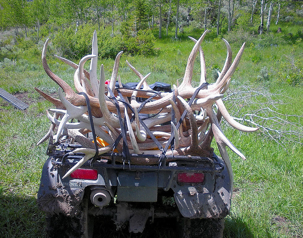 Unlocking The Secrets Of Shed Antler Collecting In Utah: An Insider&#8217;s Perspective