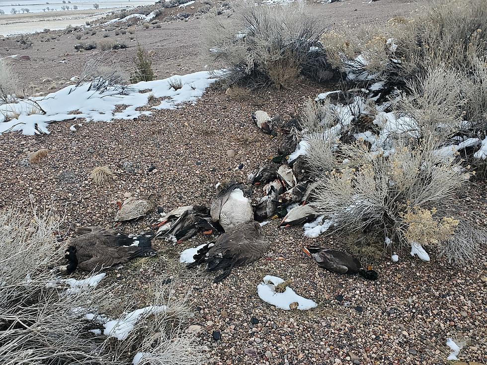 27 Waterfowl Found Shot And Abandoned In Millard County, Utah: DWR Urges Public To Report Wildlife Crimes
