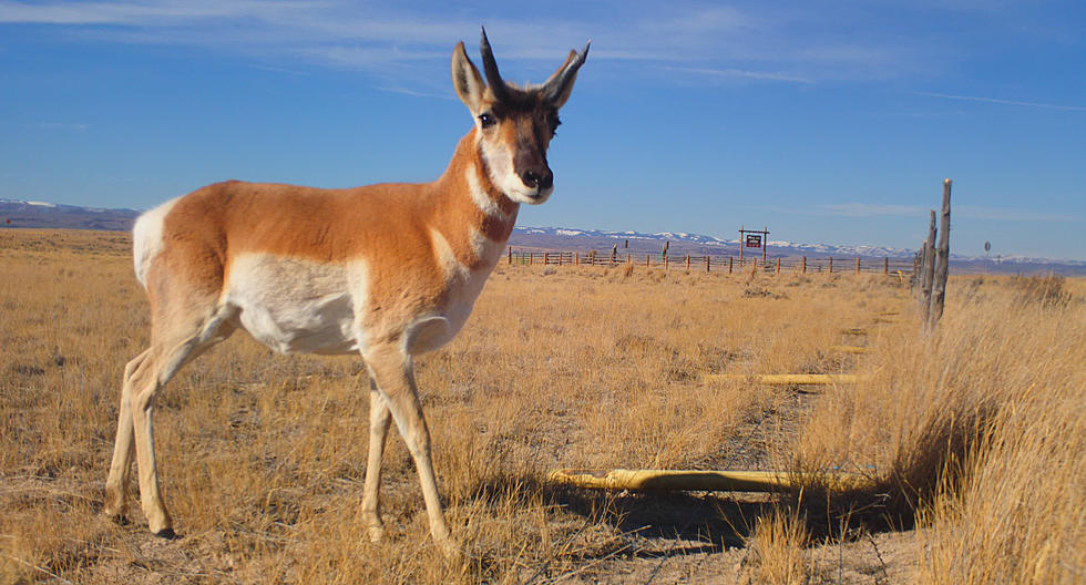 Get Ready: Utah Big Game Hunting Season Application Period Opens Soon!