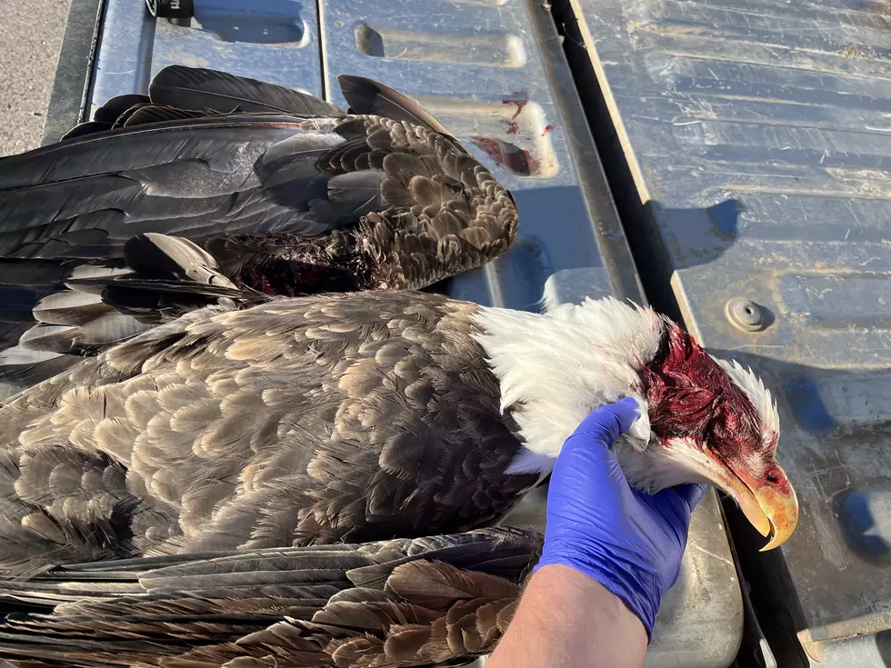 Urgent Appeal: Help Solve Bald Eagle Shooting Case In Cedar City