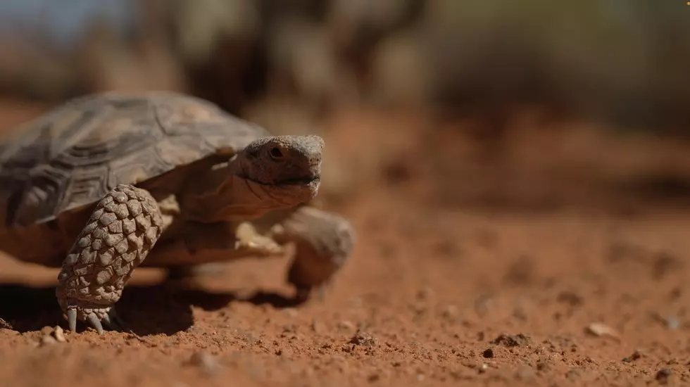 Unveiling The Mysteries Of The Mojave Desert Tortoise In Southern Utah