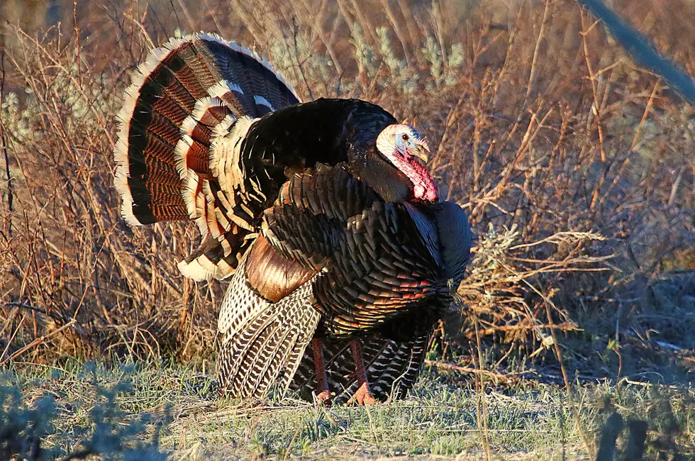 Utah Spring Turkey Hunts: What You Need To Know