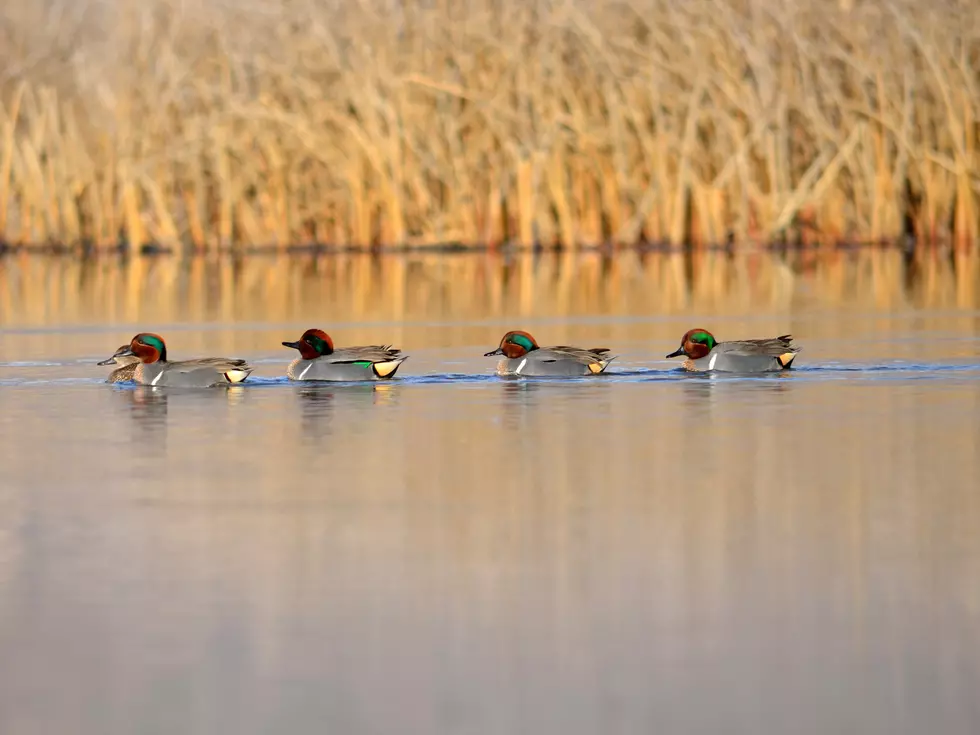 Protecting Utah&#8217;s Wildlife: 6 Simple Actions For Earth Day Conservation