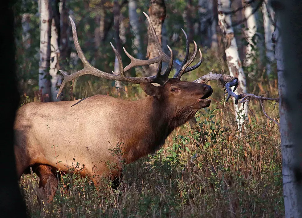 Don’t Miss Out: Last Chance For Fall Hunting Permits In Utah
