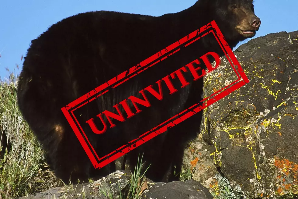 Protecting Utah’s Wildlife: Tips For Preventing Conflicts With Black Bears