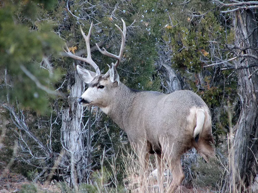 Sportsman permits