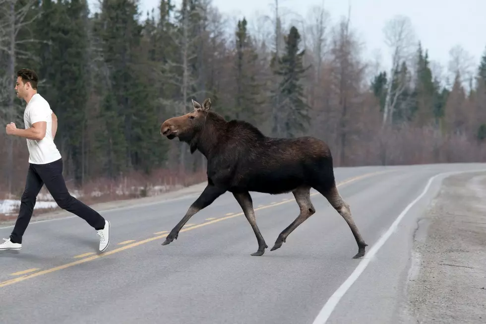 Unless The Name Is Bullwinkle, You Would Do Best To Avoid A Moose In Utah