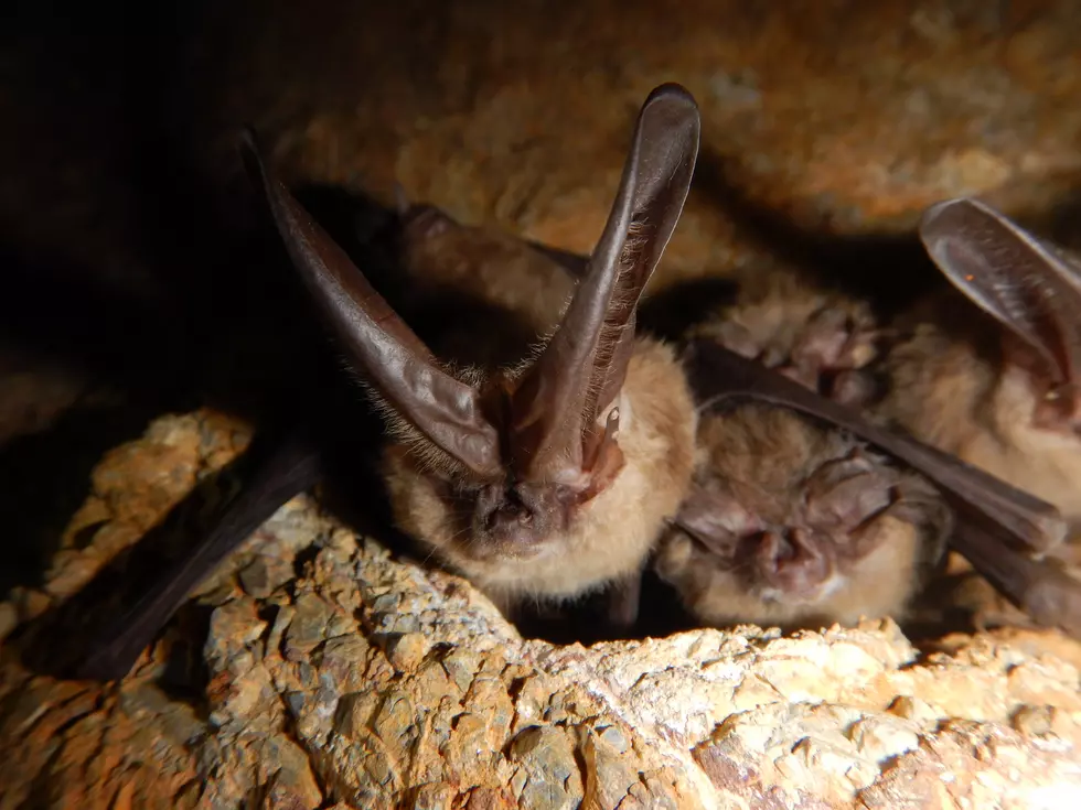 Hang Out With These Guys In Utah?!? You Must Be Batty!