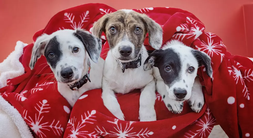 Best Friends Animal Society / LORI FUSARO / Facebook