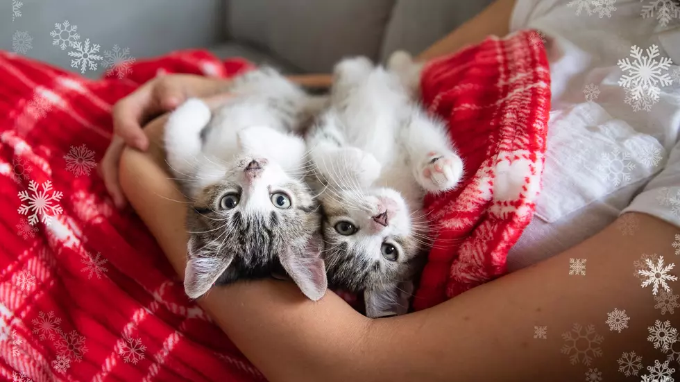 Best Friends Animal Society / Facebook