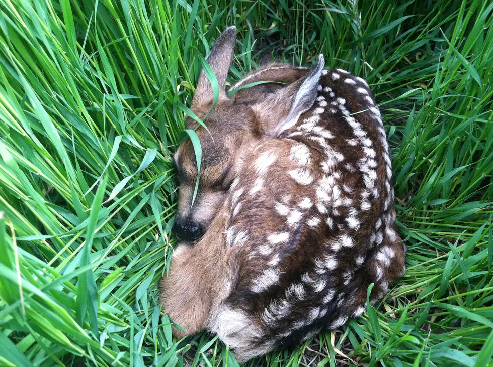 Baby deer / Courtesy Utah Division of Wildlife Resources