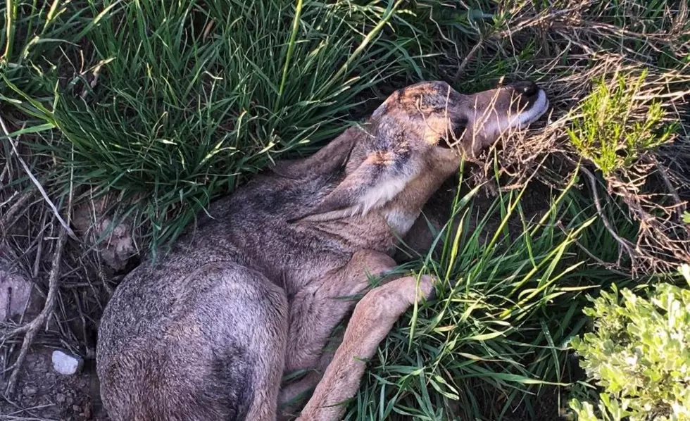 Courtesy Utah Division of Wildlife Resources