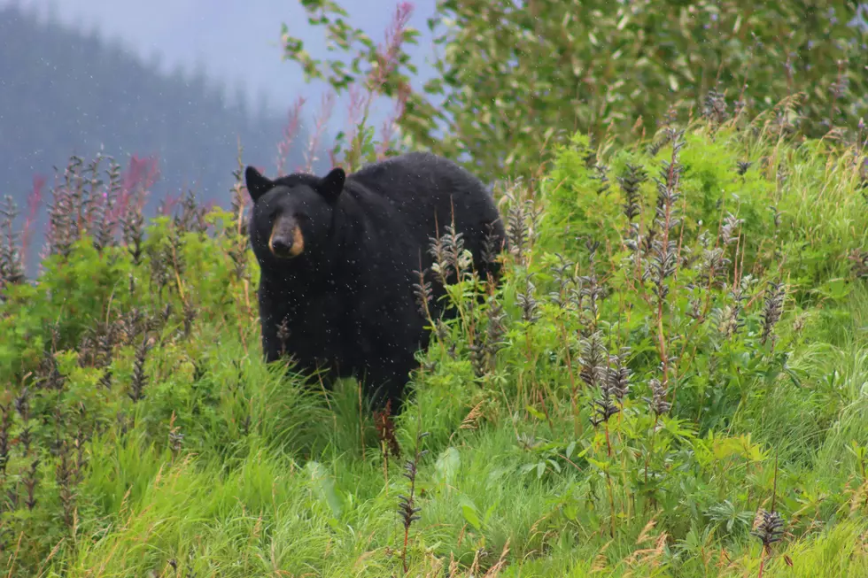 Utah Ranks 38th For Animal Related Deaths And The Numbers Are Surprising