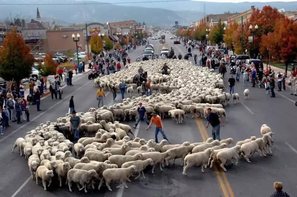 Thousand Sheep Head Down Main Street For Cedar City’s Heritage Festival Saturday