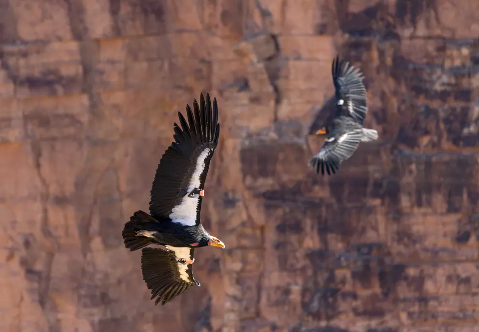 Utah Hunters Can Help Save California Condors This October