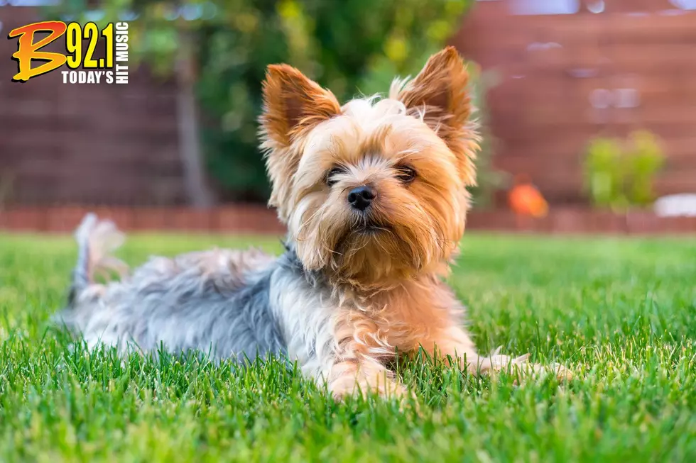 Is It Legal To Bury A Beloved Pet In Your Yard In Utah?