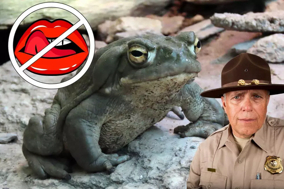 NPS: Stop Licking Colorado River Toads To Get High
