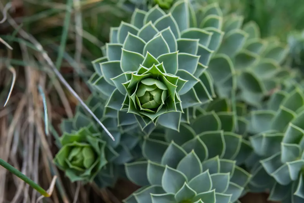 Myrtle Spurge is a plant that sounds like a weird old lady. (Canva)