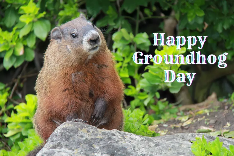 5 Fun Facts For Groundhog Day