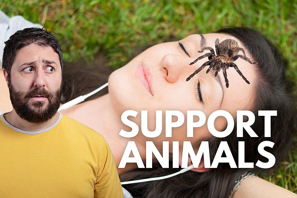 Can You Have An Emotional Support Tarantula In Utah?