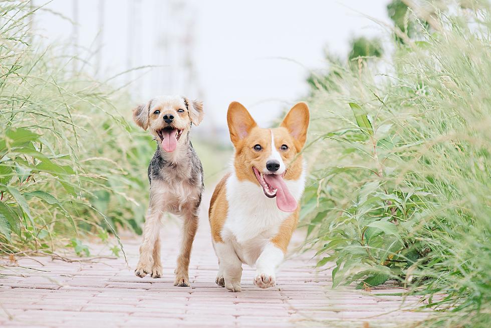 Whisker & Bones is a Pet Lovers Home