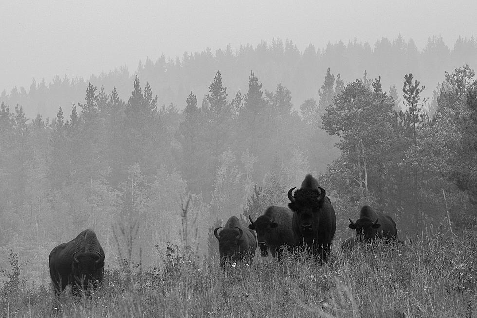 Celebrate National Bison Month In Utah