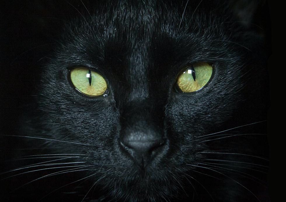 Black Cat Appreciation Day in Utah