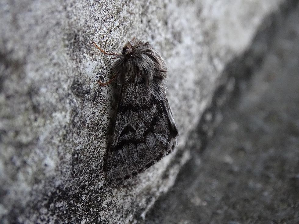 Finding Moth Wings In Your Backyard? Here&#8217;s What You Need To Know: