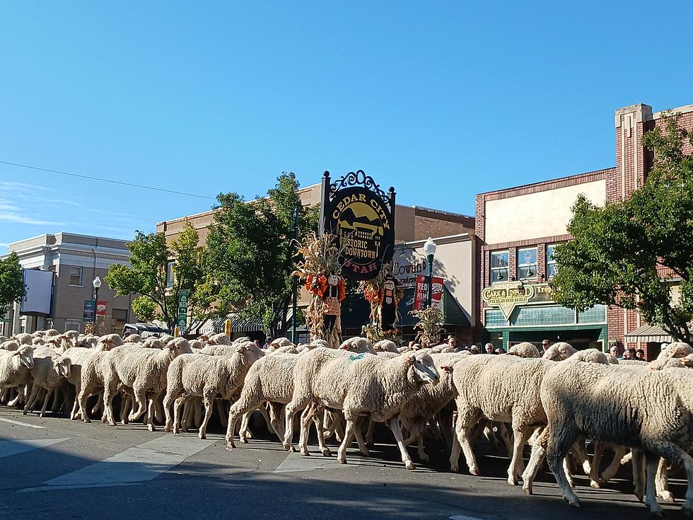 A Wooly Good Time In Cedar City