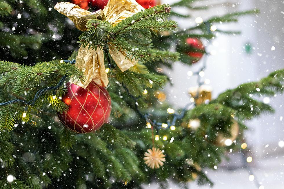Grab A Local Utah Christmas Tree For The Holidays