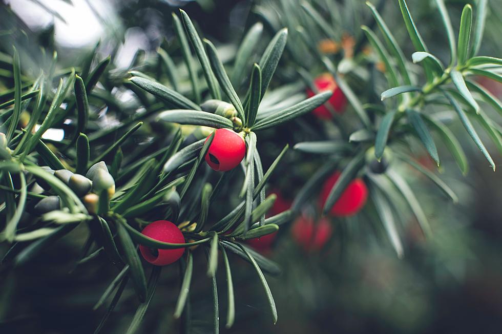 Keep Your Utah Pet Away From These Christmas Plants