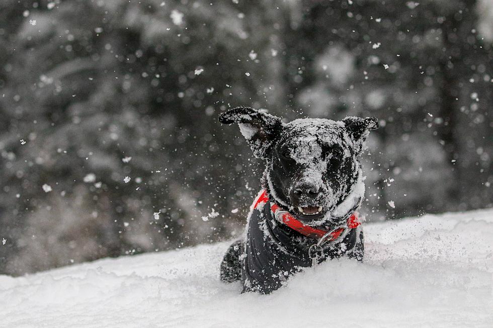How to Help Your Dog During Utah’s Predicted Big Winter Storms
