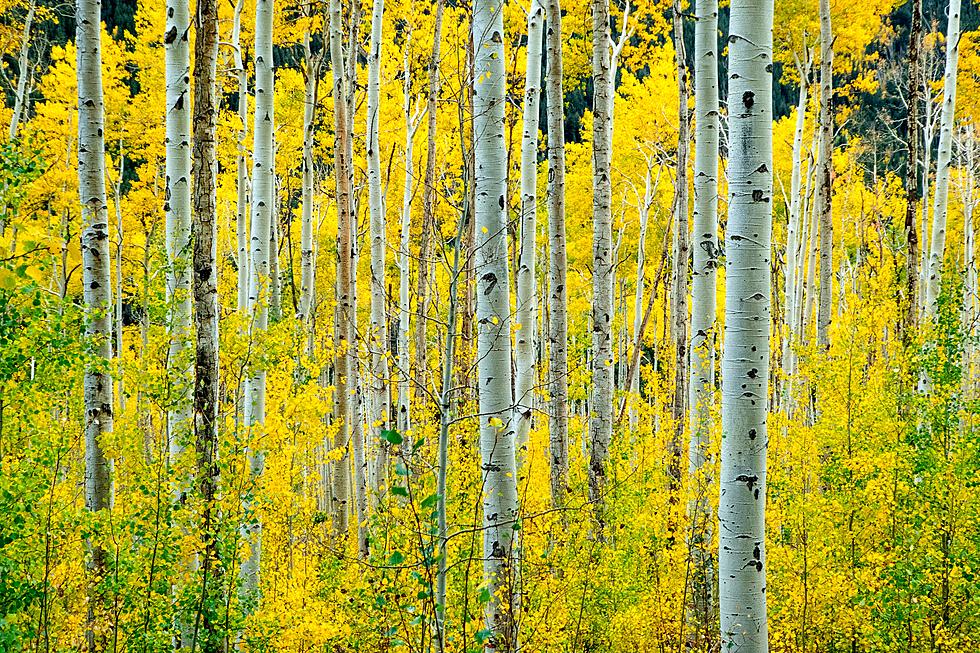 Unveiling Pando: The Enigma Of Utah's Vast And Timeless Tree Colony