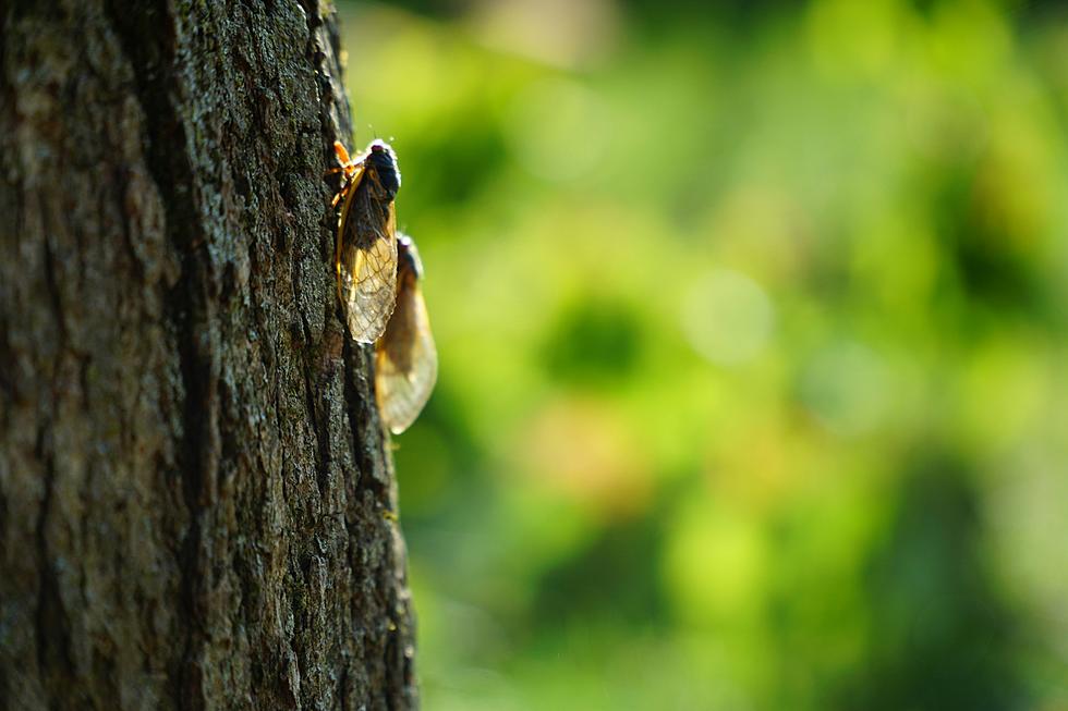 Experience The Rare Cicada Emergence In Utah And Beyond