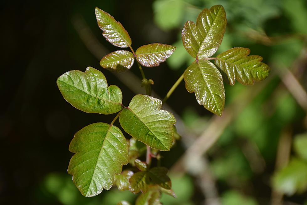 Utah’s Hidden Dangers: Poisonous Plants Every Outdoor Enthusiast Should Know