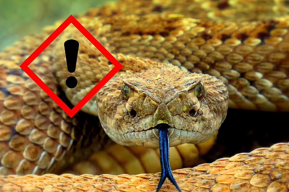 Protect Yourself: Venomous Snakes To Watch Out For In Utah