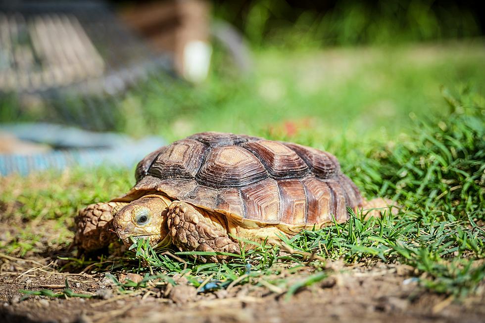 Desert Tortoise Conservation: How To Safely Interact In Utah