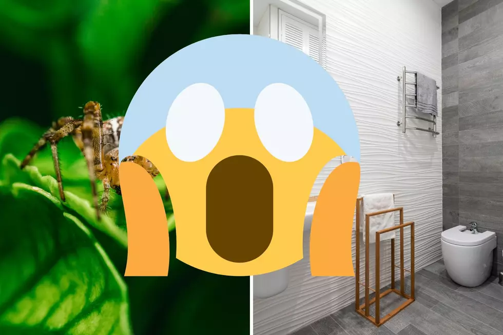 7 Things That Attract Spiders Into Your Utah Home