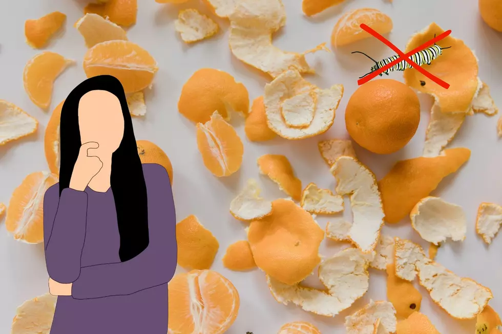 Protect Your Utah Home: Orange Peel As A Natural Insecticide