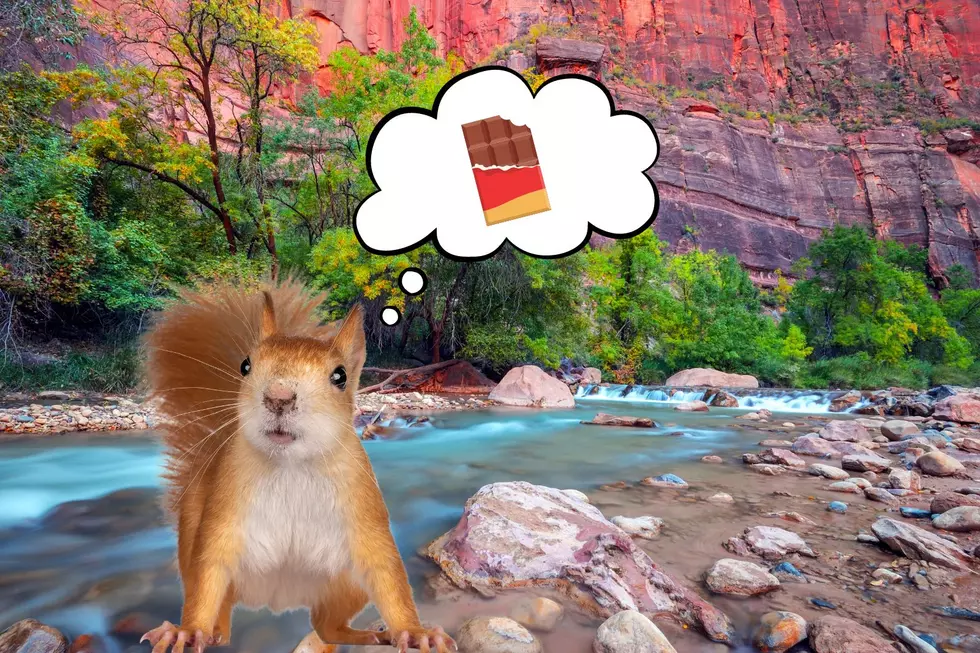 Zion National Park Squirrels Are NUTS: A Cautionary Tale